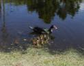 Momma Duck and Her Babies.