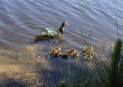 Momma Duck and Her Babies.